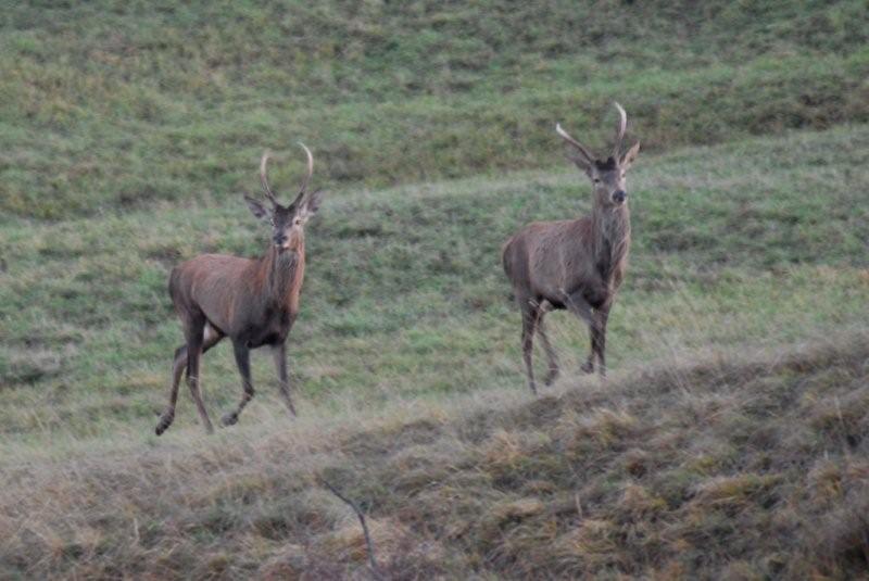 PASSIONE PER IL CERVO
